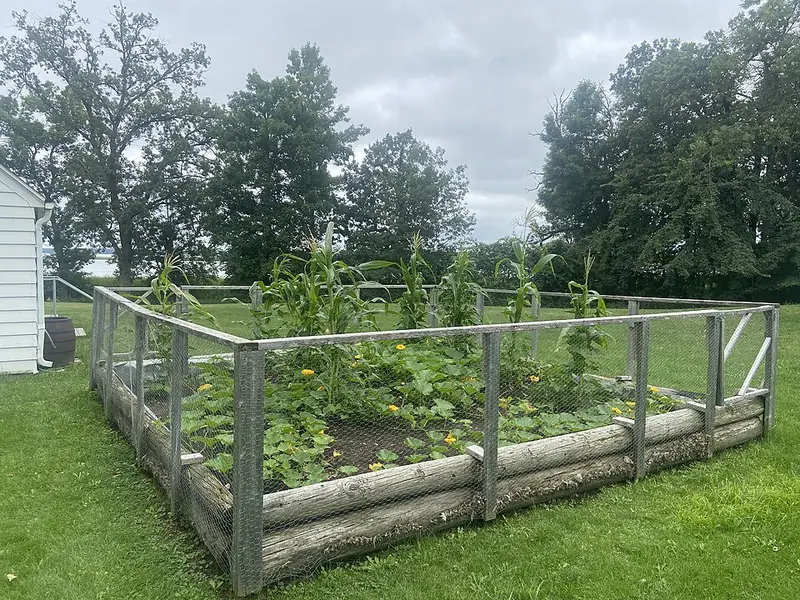 Representative photo of a Three Sisters garden (corn, beans, squash)
